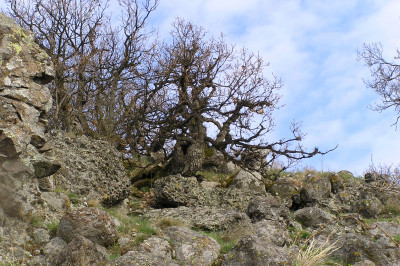 Litavský bok: fotené v apríli 2006