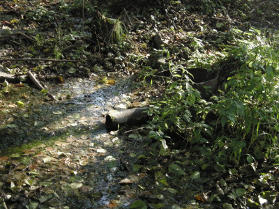 Hurhegyi forrás a réten.JPG