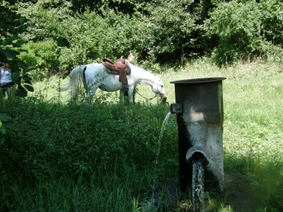 Forrás a csábrági_réten.JPG