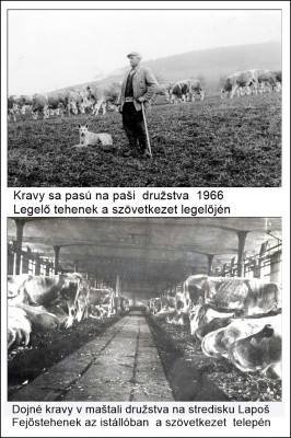 a legelőn.jpg