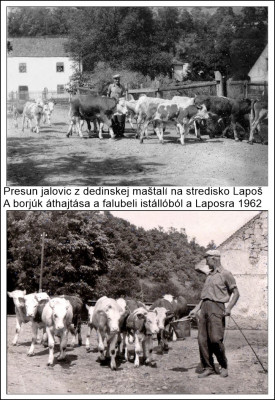 üszők 62.jpg
