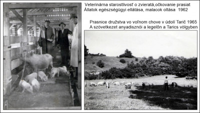 disznók 1962 70.jpg