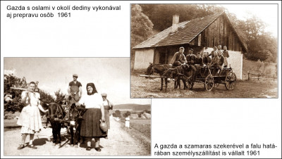 szamarak 61.jpg