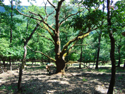 047_tölgy-Húrhegy oldal.jpg