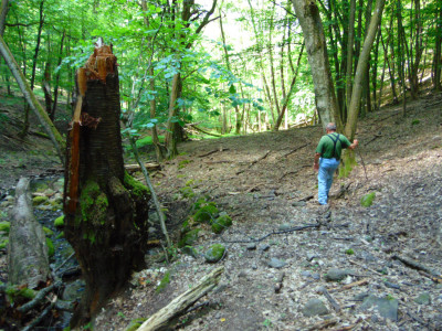 018_Faluerdeje-a halott cseresznye.jpg