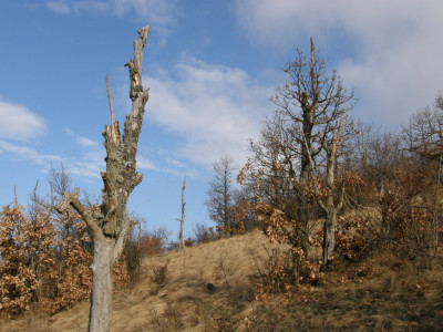 025_halott tölgyek a Lisinc oldalban.jpg