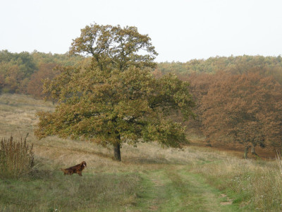 046_tölgy az Estéjtó elején.jpg