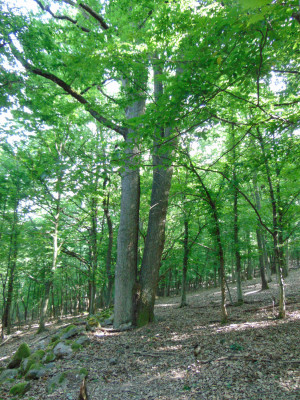 048_tölgyek-Húrhegy.jpg