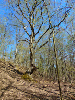 031_magányos gyertyán-Tarics.jpg