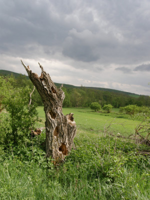 024_halott dió-Olvár.jpg