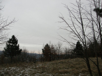 016_erdei fenyő -Abrava.jpg