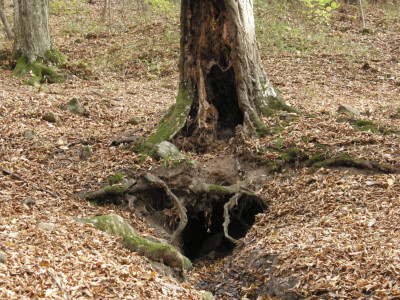 017_Estéjtó-forrás az öreg gyertyán alól.jpg