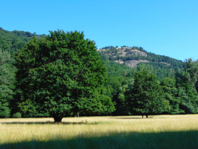 015_Drénai malom-juhar,javor.jpg