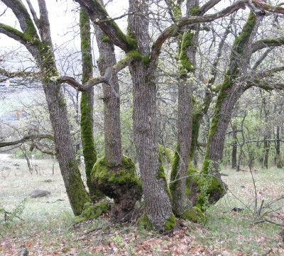 006_beszélgető tölgyek.jpg