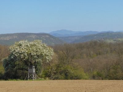 053_vadkörte teljes díszben-Templom szőlő.jpg