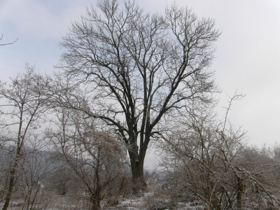 036_öreg kőris-a garázsoknál.jpg