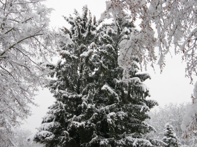 026_havas lucfenyők a temetőben.jpg