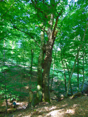 057_Zásztolya a forrásnál.jpg