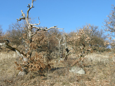 051_törpe tölgyek-Litvaoldal.jpg