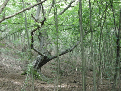 020_gyertyán-Tarics (2).jpg