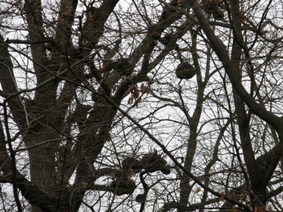 013_bunkók a tölgyeken-Sípka.jpg