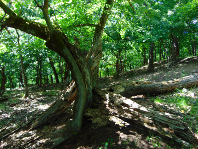 056_vissza a földbe-Húrhegyoldal.jpg