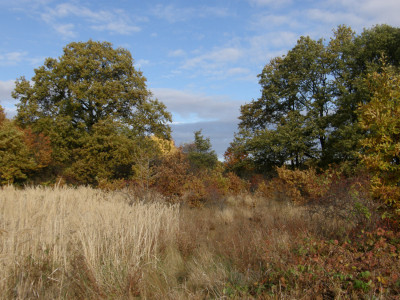 010_Brézók -ősszel ,tölgyek.jpg