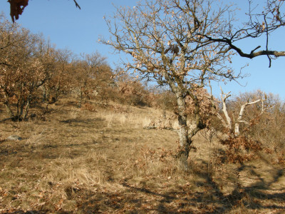 052_törpetölgyek Livaoldal.jpg