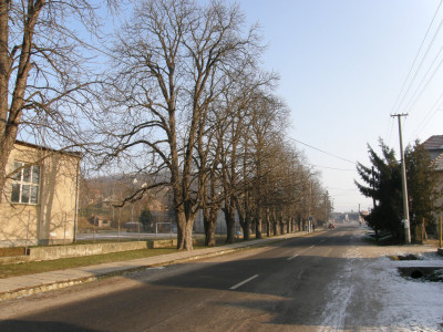 019_gesztenye sor-a főút mellett.jpg