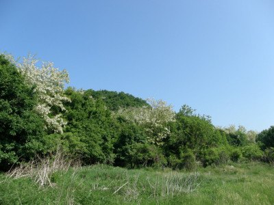 055_virágzó akácok-Litván.jpg