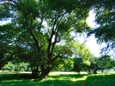 028_Húrhegy-fűz,vrba (3).jpg