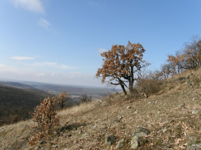 050_törpe tölgy-Lisinc oldal.jpg