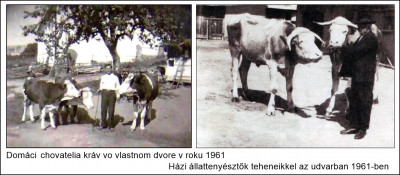 tehenek 1961.jpg