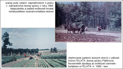 szántás ültetés.jpg