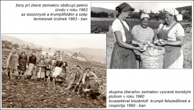 krumpli kövecs 63 60.jpg