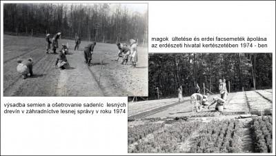 csemetekerti munkák 1974.jpg