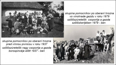szüret 37 79.jpg