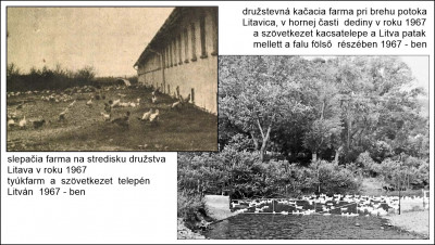 tyúkok kacsák  67.jpg