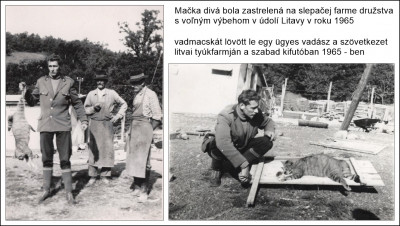 vadmacska  65.jpg